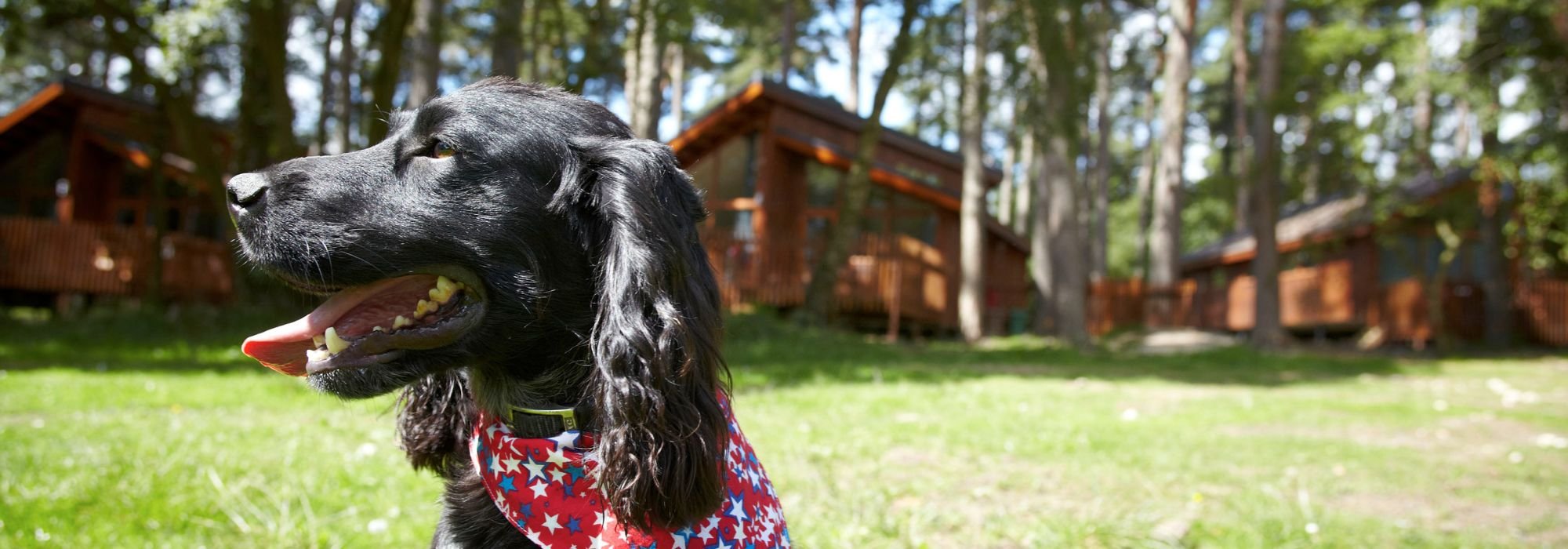 Dog outside on a Forest Holiday