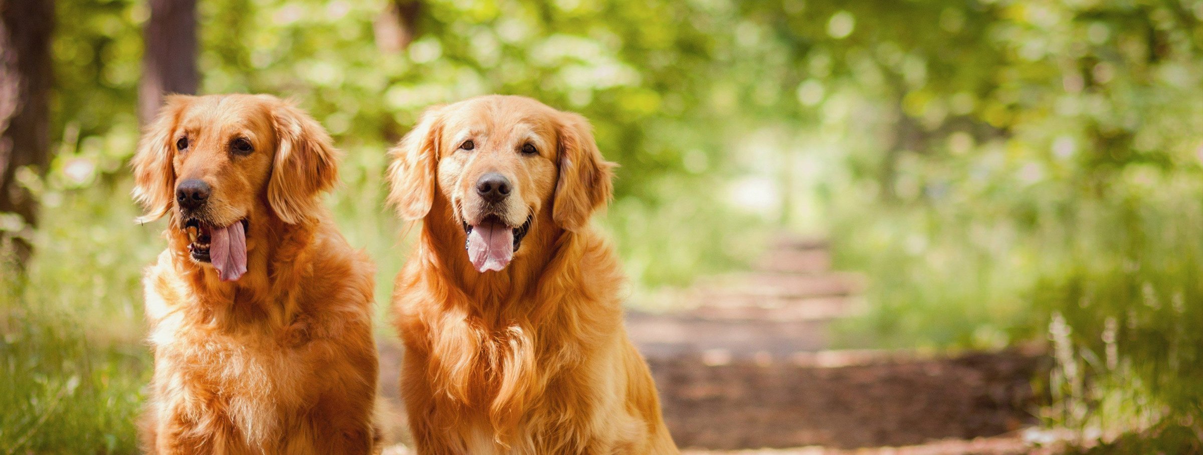 We're pet-friendly