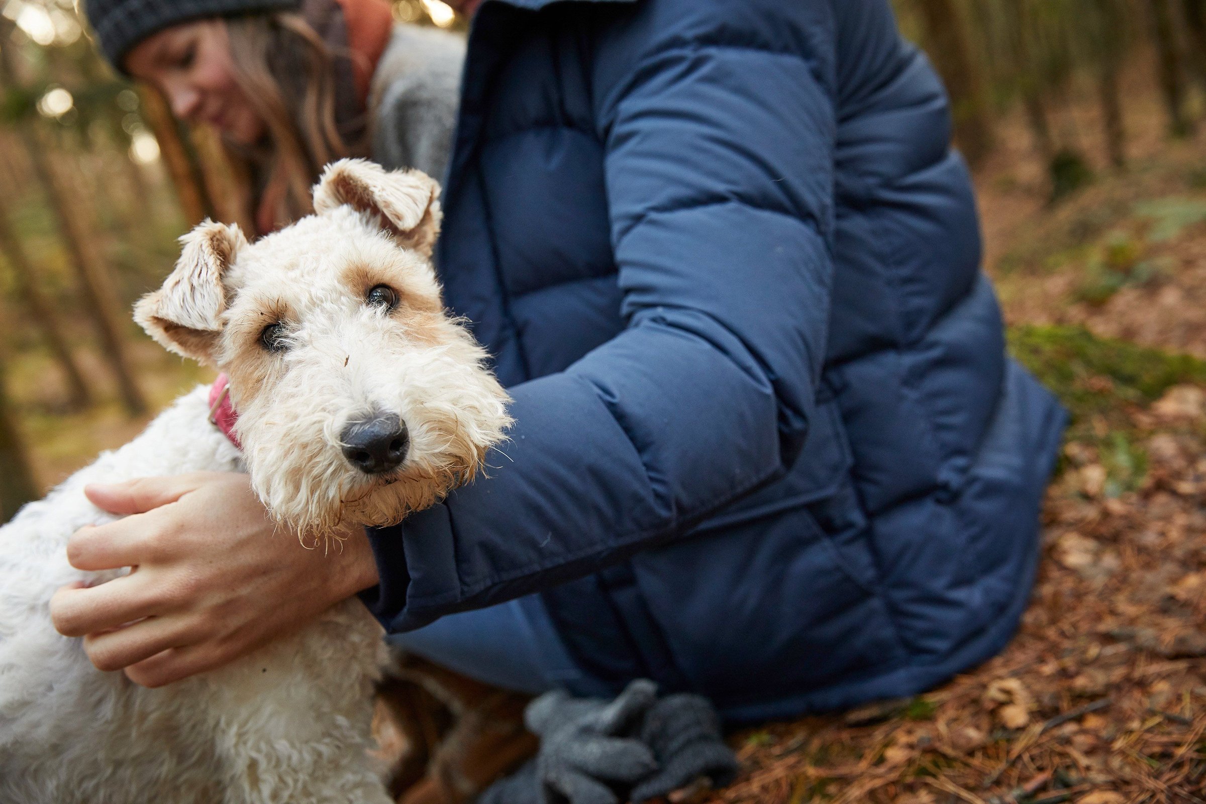 Dog-friendly hideaway holidays 