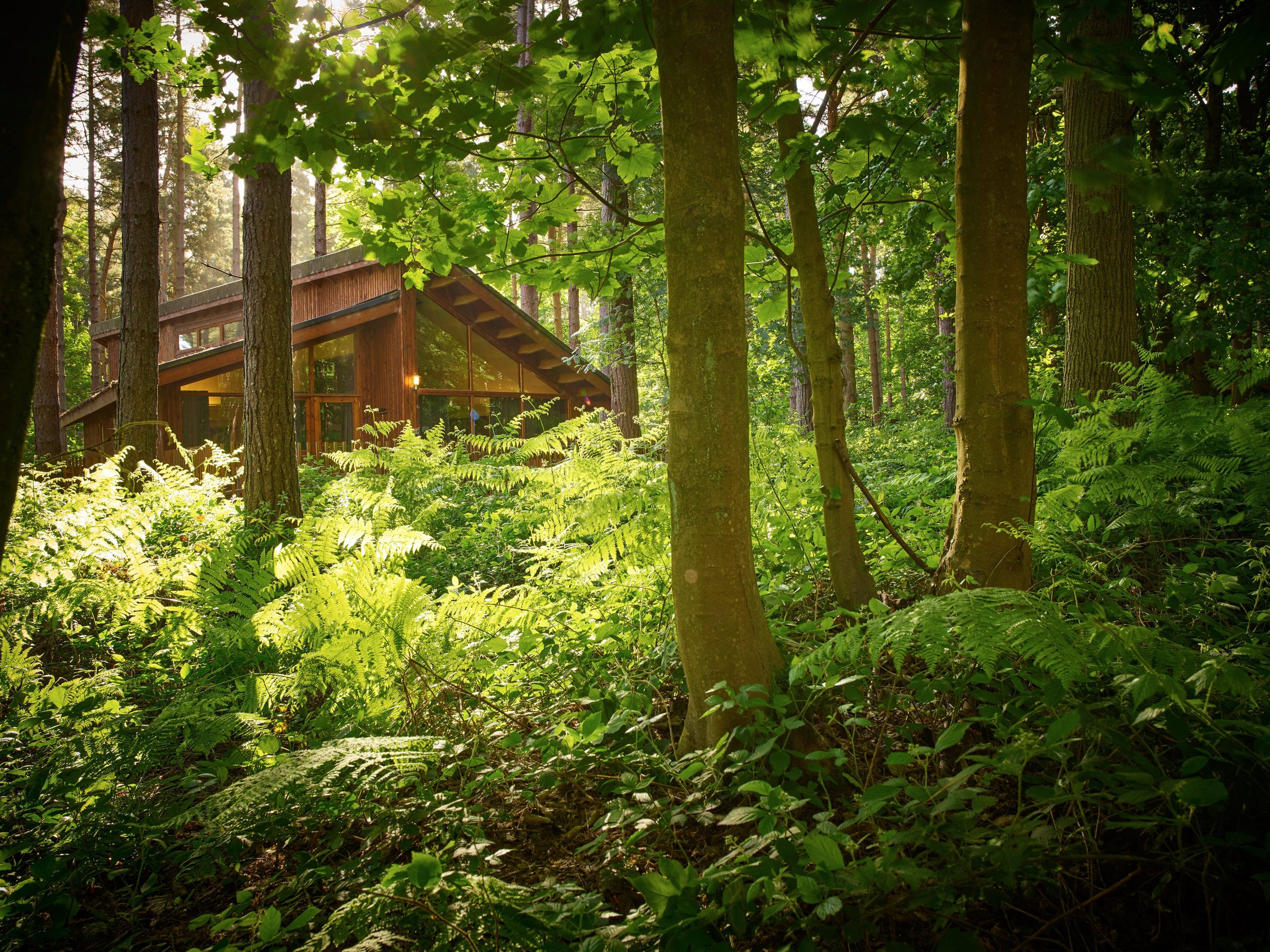 Exterior view of a log cabin at Sherwood Forest, Forest Holidays