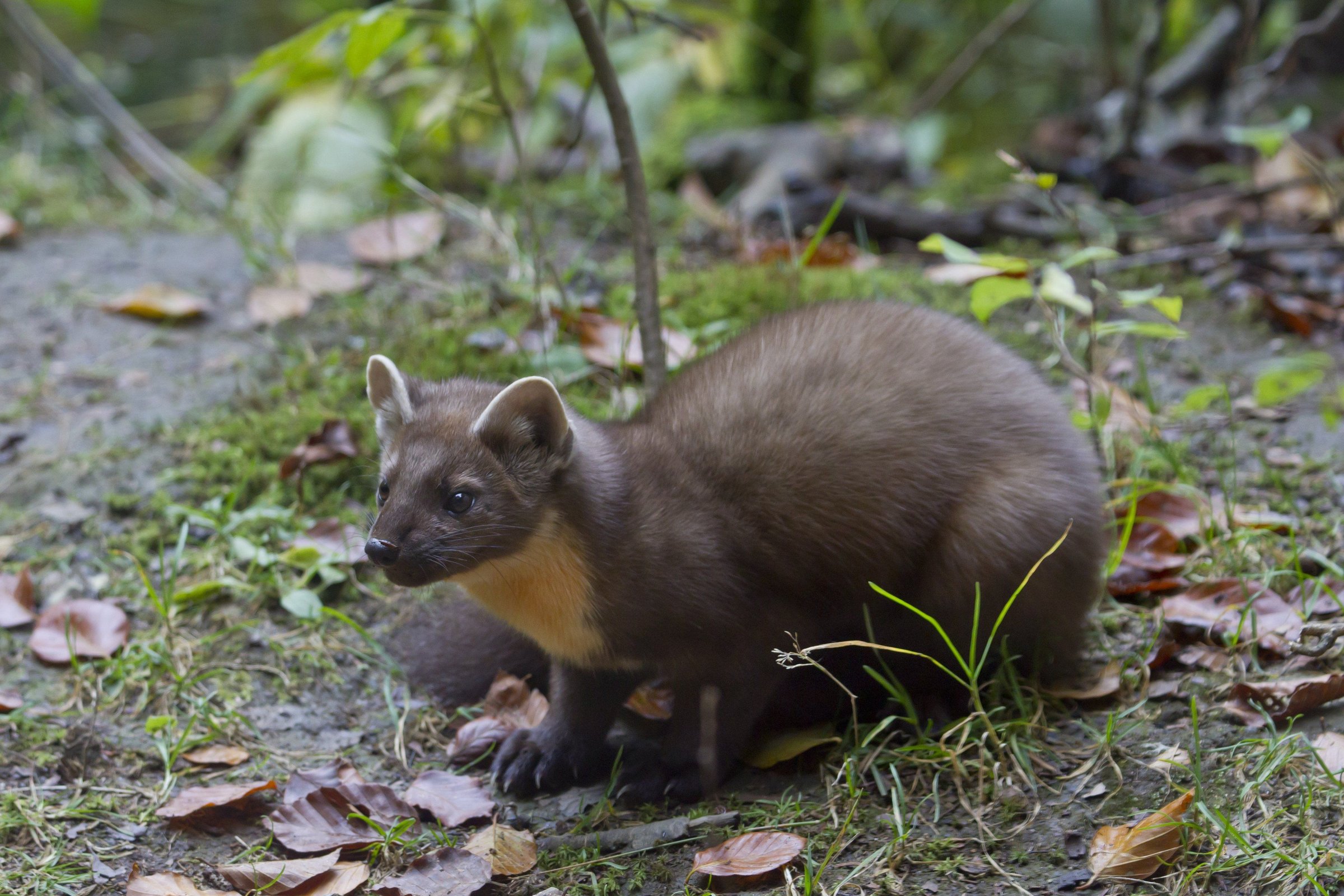 a photo of a pine marten in the forest