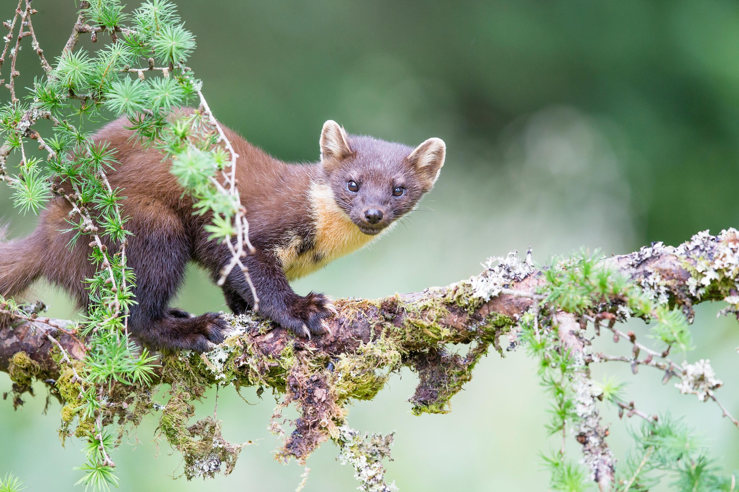 A pine marten balancing on a branch within the forest