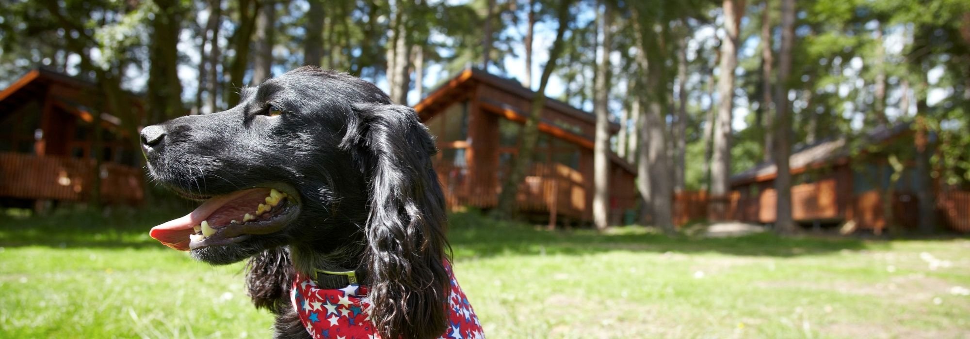 Dog exploring at Forest Holidays 
