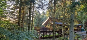 Silver Birch cabin at Glentress Forest. A wooden cabin stands elevated on stilts, nestled among tall pine trees, with sunlight filtering through the dense forest, creating a serene natural setting.