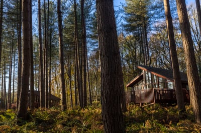 Delamere Forest