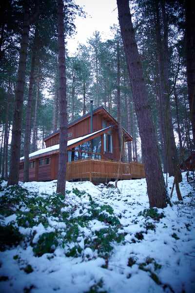 Sherwood Forest