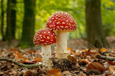 Close up of Fly Agaric Fungi