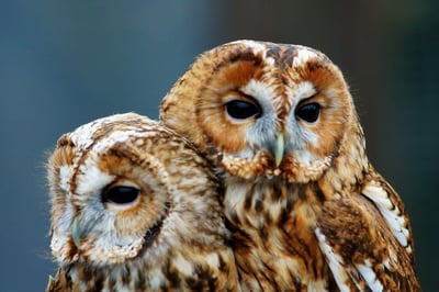 Junior owl experience