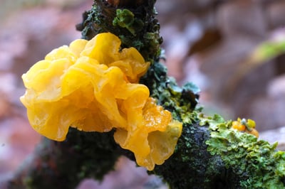 Close up of Jelly Fungus