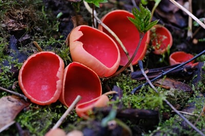 Close up of Scarlet Elf Cup Fungi