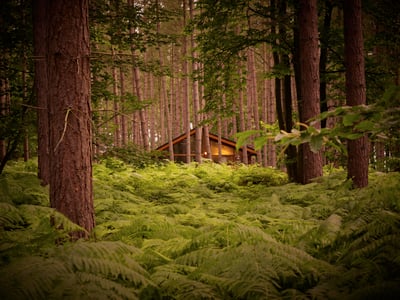 A cabin nestled in the forest at Sherwood Frest, Nottinghamshire, Forest Holidays