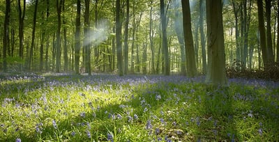Blackwood Forest in spring