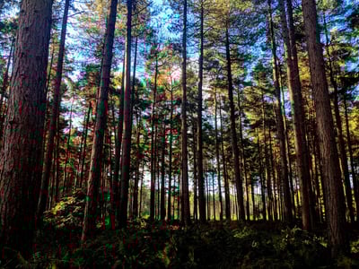 View of Sherwood Pines Forest, Nottinghamshire