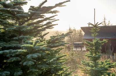 Silver Birch cabin at Garwnant, Brecon Beacons