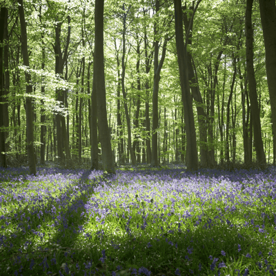 Bluebells in Forest of Dean