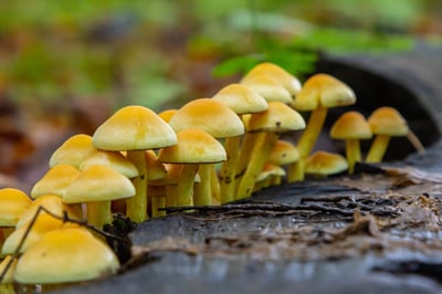 Close up of Sulphur Tuft Fungi