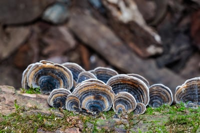 Close up of Turkey Tail Fungi