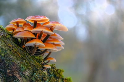 Close up of Velvet Shank Fungi