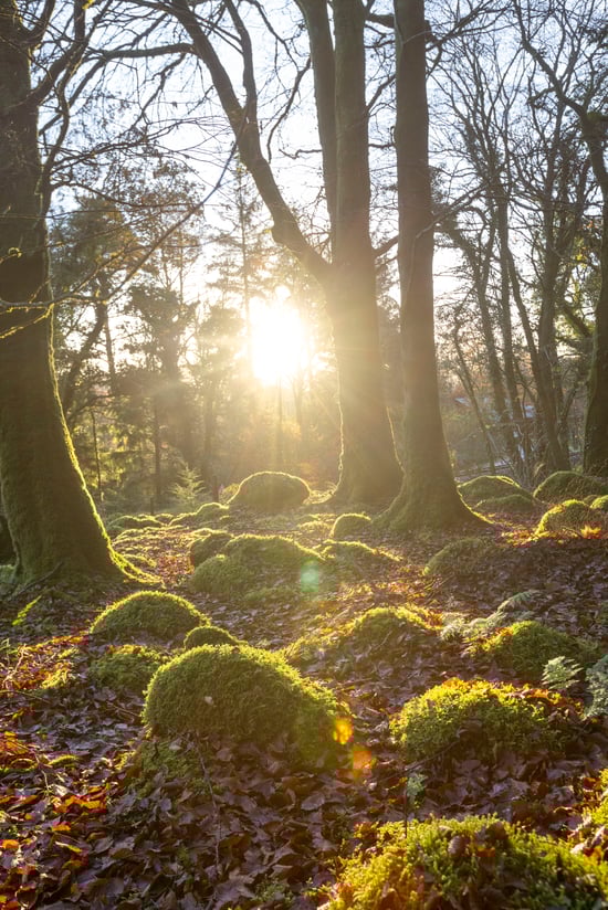 Sunset through the trees