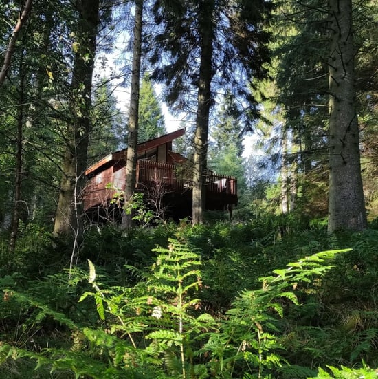 Holiday cabin at Glentress Forest. A wooden cabin is elevated on stilts, nestled among tall trees in a lush forest, surrounded by green ferns and soft sunlight filtering through the canopy.
