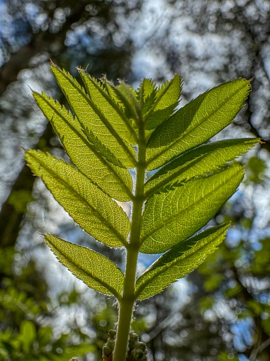 Close up of a leaf