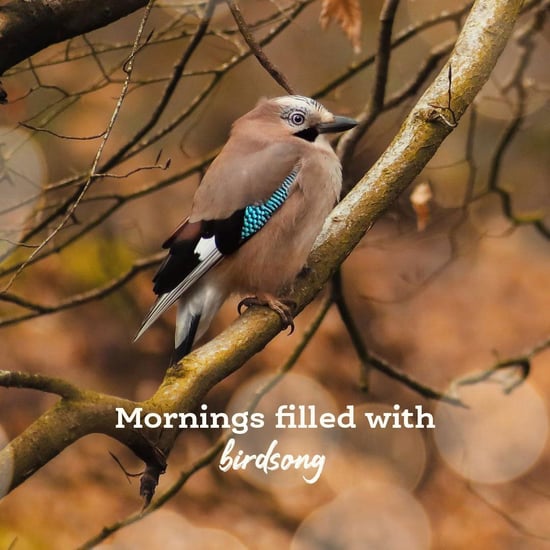 Bird on a branch image with text overlay 
