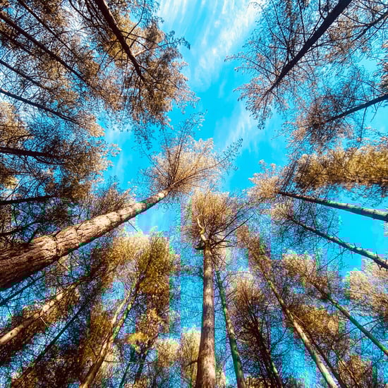 Delamere Forest worm view 
