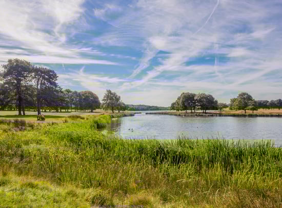 Lake in summer