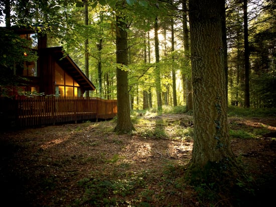 Golden Oak ex