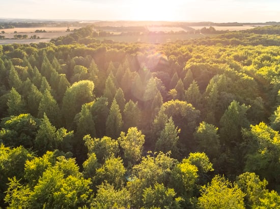 Sunny view of Blackwood Forest