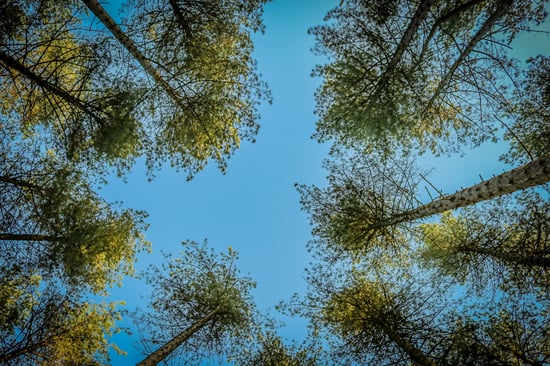 Ground view of the pine trees in Sherwood Pines forest