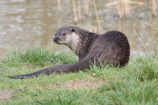 An Otter sat in the grass