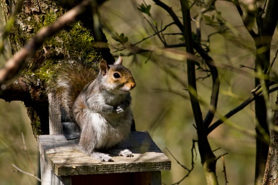 squirrel in the forest