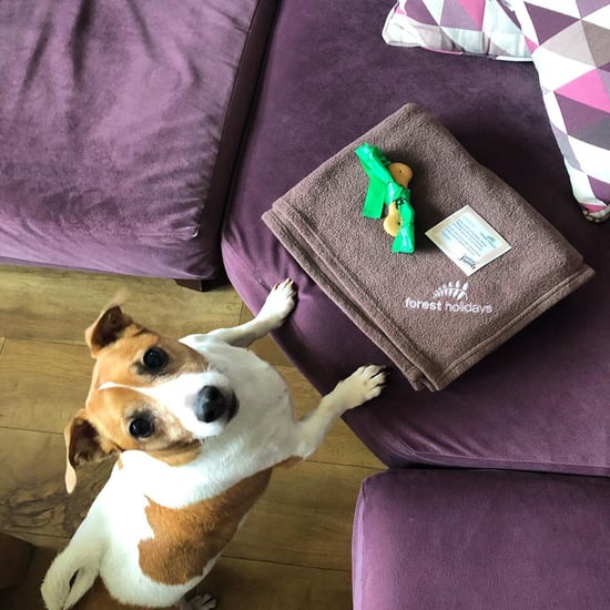 Dog enjoying the cabin at Forest Holidays