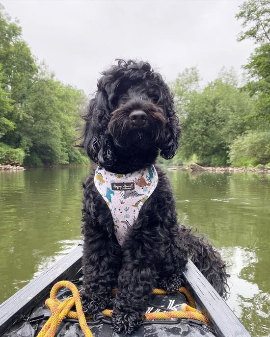 Cockapoo enjoying Forest Holidays 