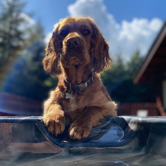 Dog relaxing at Forest Holidays 
