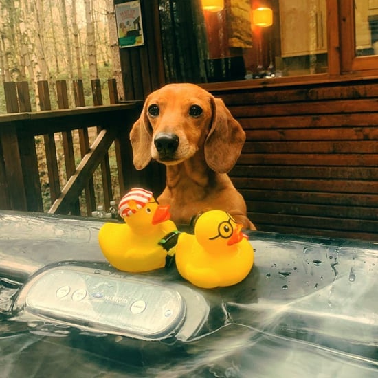 Dog enjoying the hot tub at Forest Holidays 