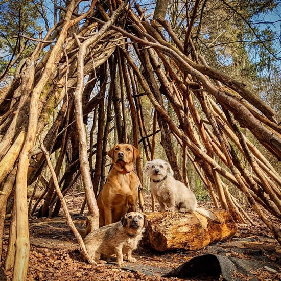 Dog exploring the nature at Forest Holidays 