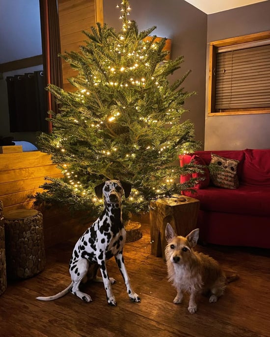 Christmas time at Forest Holidays 