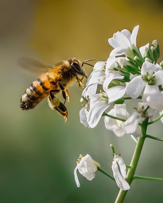 A close up of a bee landing on a flower by @bowdensphotography