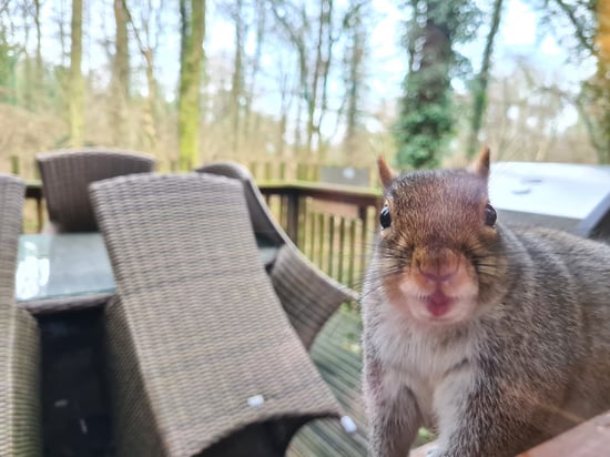 A close up of a squirrel at Forest Holidays