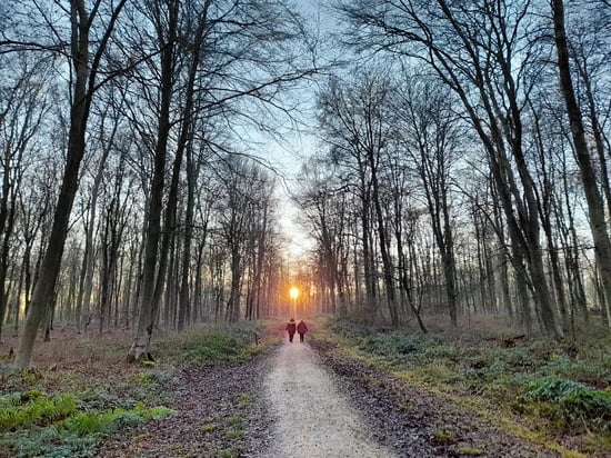Family walking through the forest