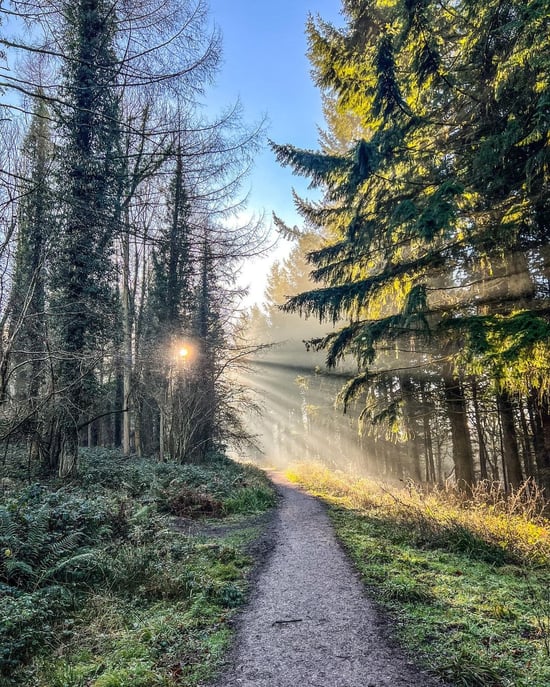Forest of Dean in the winter sun