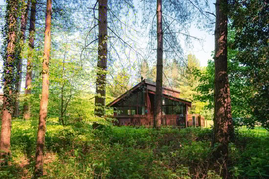 A wooden cabin stands silently among tall trees, surrounded by lush greenery, capturing sunlight filtering through the forest canopy.