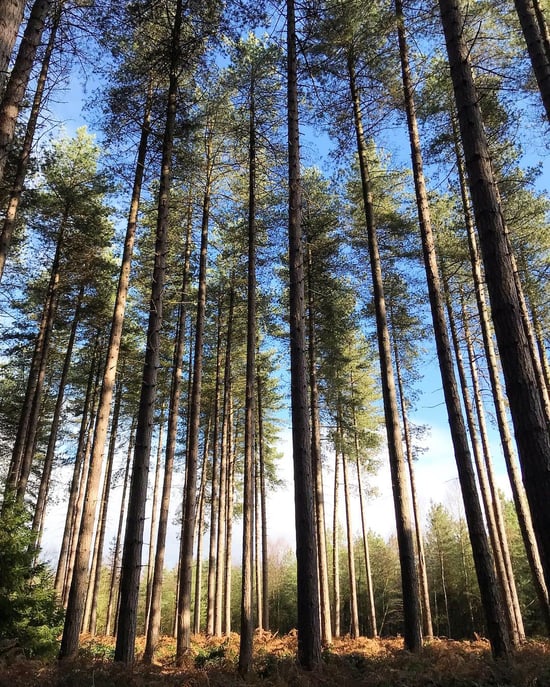 Tall pine trees stand tall under a clear blue sky, surrounded by a forested area with ferns and smaller vegetation below.