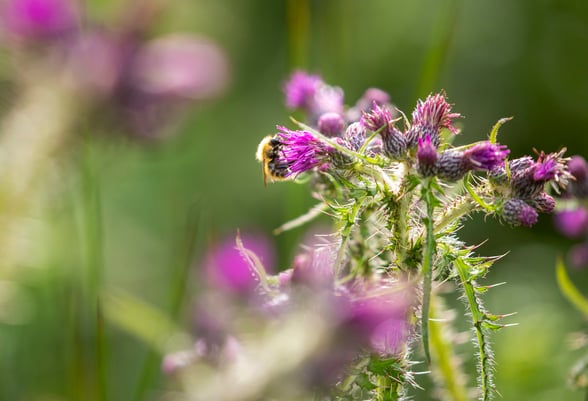 Bee on a flower