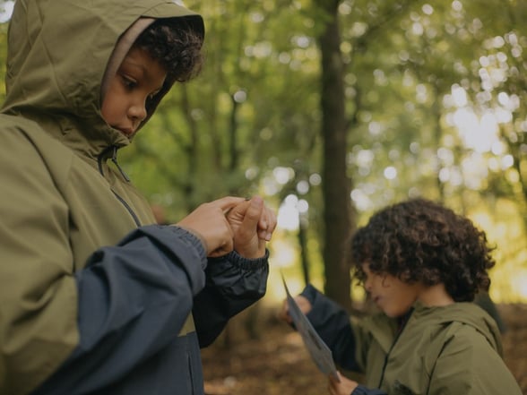 Unmissable forest experiences