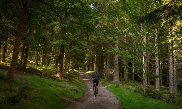Glentress Forest trails
