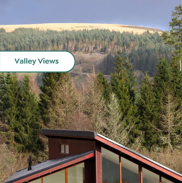 Silver Birch Valley View