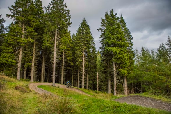 Glentress Forest